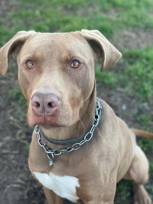 Zoro, splendido simil Pitbull Red Nose Foto 2